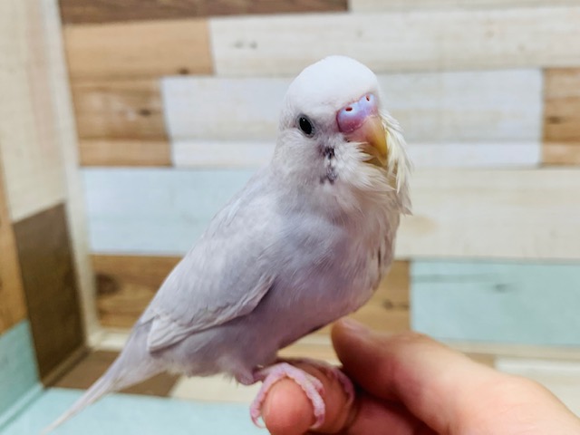 人気カラーの落ち着きあるカラー♪セキセイインコ(ライラックモーブ)