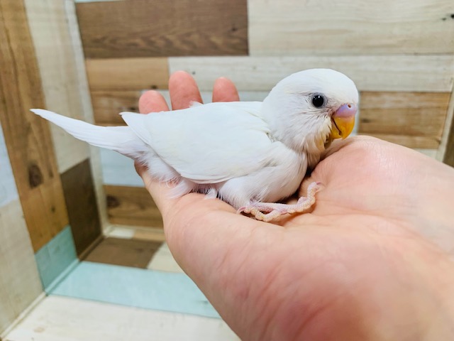 真っ白い羽根とｸﾘｸﾘおめめが人気☆セキセイインコ(ダブルファクター)さん！