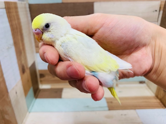 自己主張強め笑　セキセイインコ(クリームハルクイン)さん♪