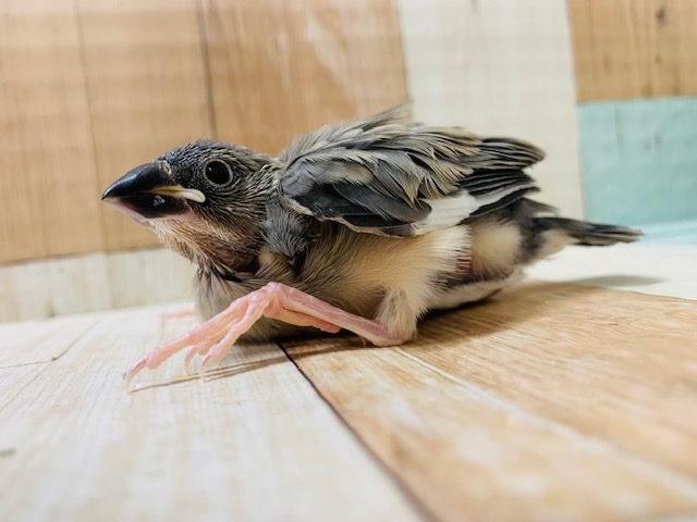 大きなお口でごはんを催促♪桜文鳥さん☆