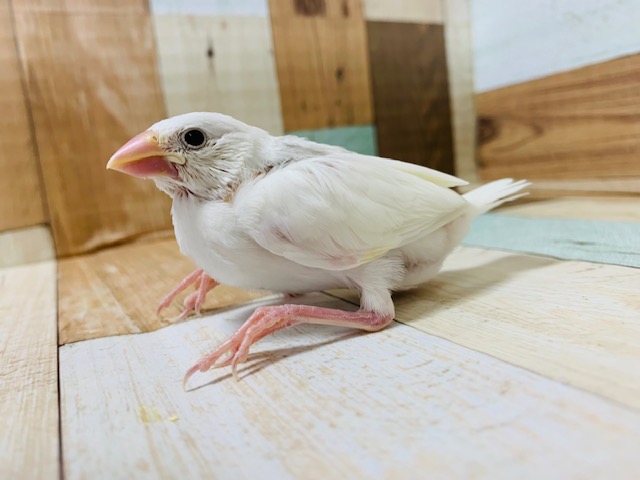 探している方も多い真っ白な鳥さん！白文鳥さん♪