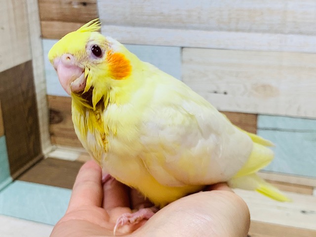 口を開いているお顔が愛くるしい♡オカメインコ(ルチノー)さん♪