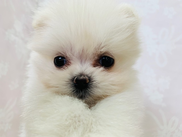 もふっと感がたまらない♡ミックス犬(ポメ×ポメマル)