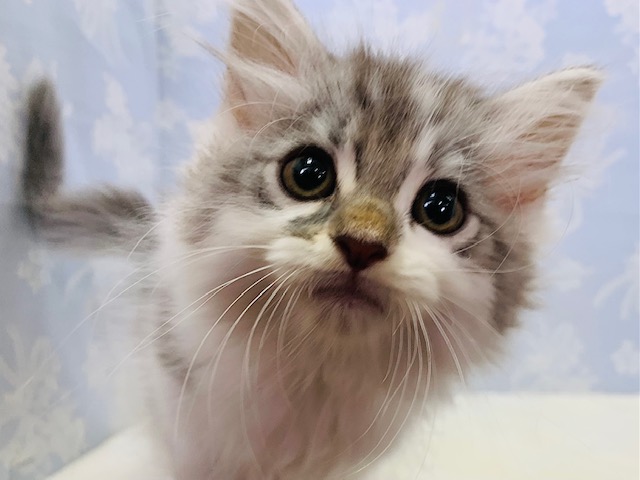 美形さん☆元気いっぱいなサイベリアンくん♪