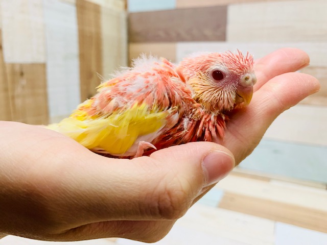 人気のピンクの鳥さん♪カワイイ声が人気のアキクサインコ(ルビノー)さん♡