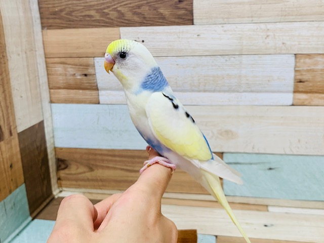 羽が生えそろって更にｷﾚｲに♡セキセイインコ(クリームハルクイン)さん♪
