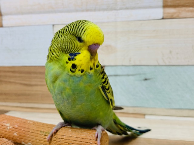 もふっと感が成長してます！ジャンボセキセイインコさん☆