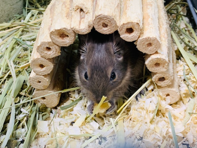 徐々に慣れてきています！デグー(ブルー)くん☆