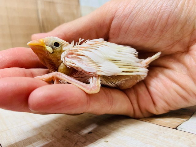 人気沸騰中☆まだハダカの白文鳥さん♪