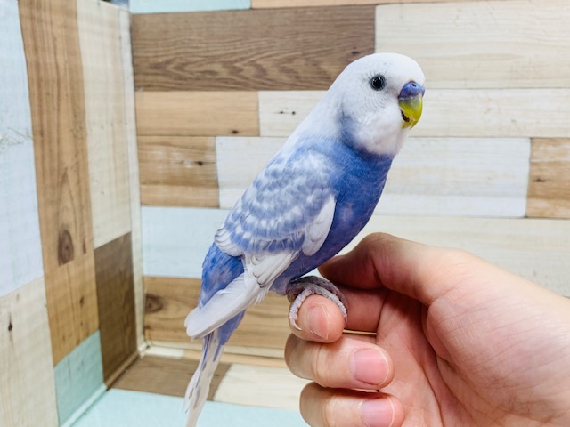 元気いっぱい☆セキセイインコ(スパングル)さん！