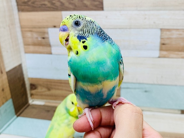 くっきり模様と色抜けがいい感じ♪セキセイインコ(レインボーパイド)さん！