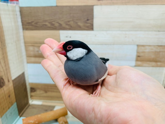 手に乗ってきてくれます♪桜文鳥さん!!