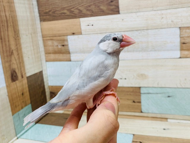 模様がうっすら出てきました!シルバー文鳥さん!!