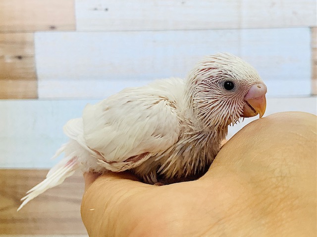 やっときました！真っ白の体に真っ黒おめめ♪セキセイインコ(ダブルファクター)さん！