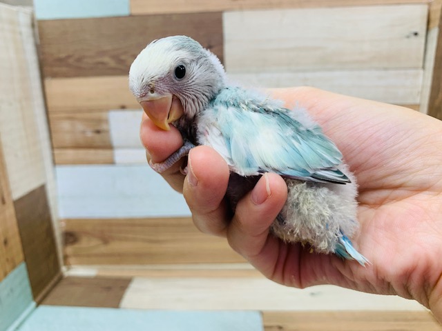 レアな素敵カラー☆　コザクラインコ(ブルーチェリーオパーリンパイド)さん!!