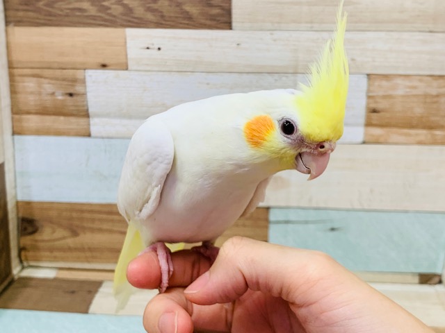 懐いてます♡まんまるボディのオカメインコ(ルチノー)さん☆