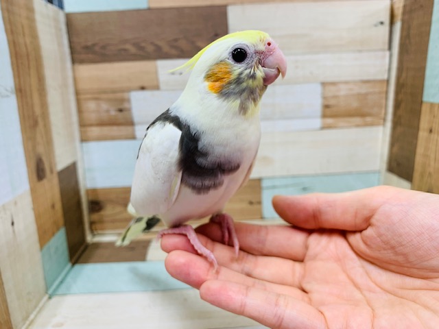 物怖じしないコ♪指に乗ってきてくれるオカメインコ(パイド)さん！