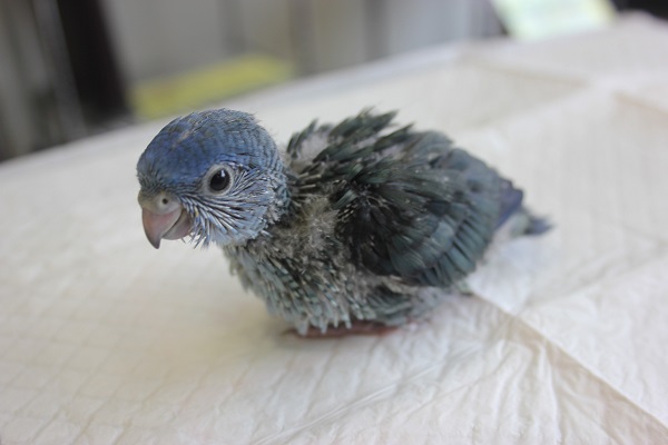 優しくとってもおしとやか…💙サザナミインコ(ブルー)ヒナちゃんです