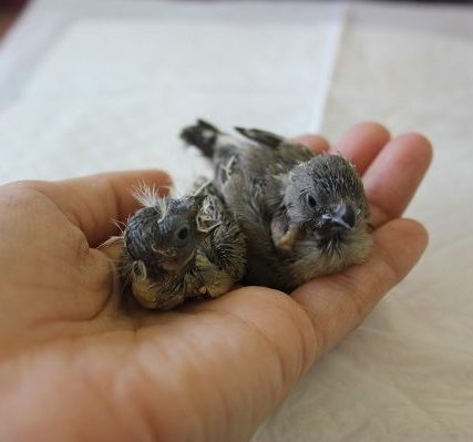 キンカチョウのヒナちゃん、入舎です🥰