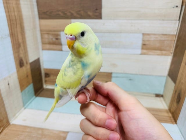 モザイクでｷﾚｲな色合い♡セキセイインコ(パステルレインボーパイド)さん♪