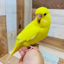 指に乗ってきてくれることも♪ジャンボセキセイインコ(ﾀﾞｰｸｱｲﾄﾞｸﾘｱ)さん☆