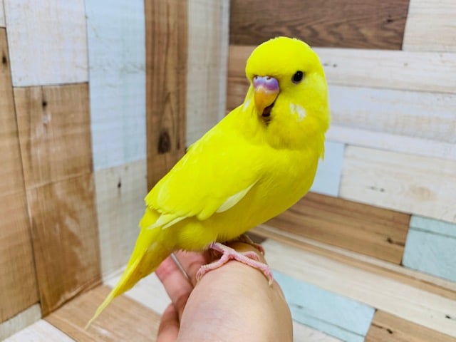 指に乗ってきてくれることも♪ジャンボセキセイインコ(ﾀﾞｰｸｱｲﾄﾞｸﾘｱ)さん☆