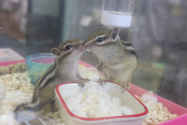 シマリスベビー入舎2★男のコチーム🐿♂
