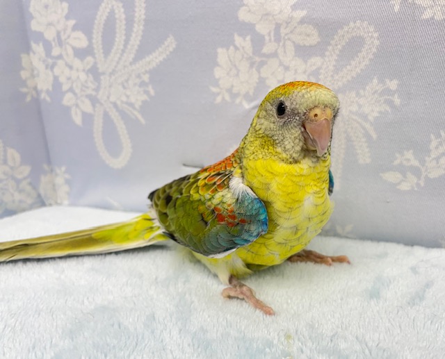 鮮やか💛美声インコ（オパーリン）　2022年3月生まれ