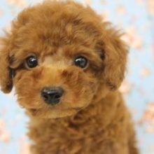 超良心的プライス！🧸💛おっとりトイプードルくんです💛