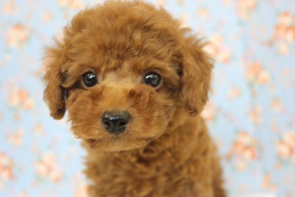 超良心的プライス！🧸💛おっとりトイプードルくんです💛