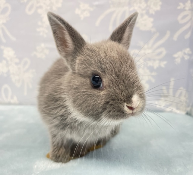 匂うぞ💛ネザーランドドワーフラビット（ブルー系）女の子　2022年5月生まれ