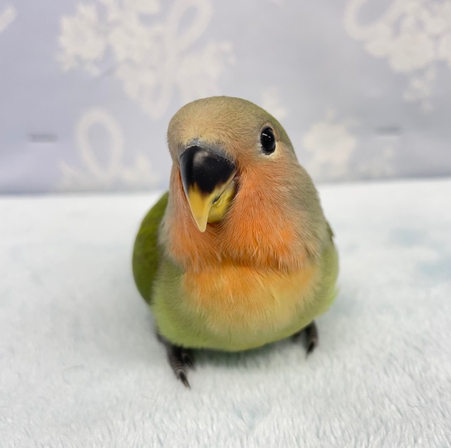 真っ赤なお顔に💛小桜インコ（ノーマル）　2022年5月生まれ