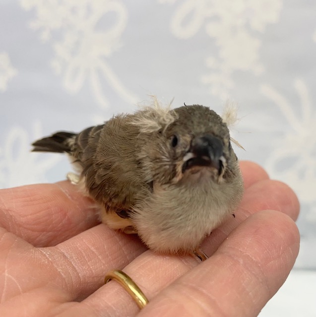 寝ぐせが！？キンカチョウ　2022年5月生まれ