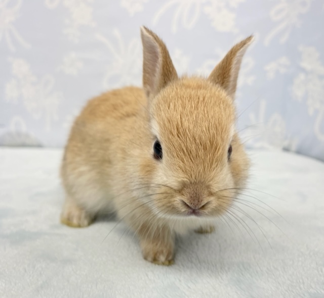 ピョン💛ピョン💛ミニウサギ（オレンジ）男の子　2022年5月生まれ