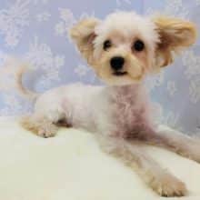 かまってが可愛すぎ♡ミックス犬(Tプードル×マルチーズ)くん！