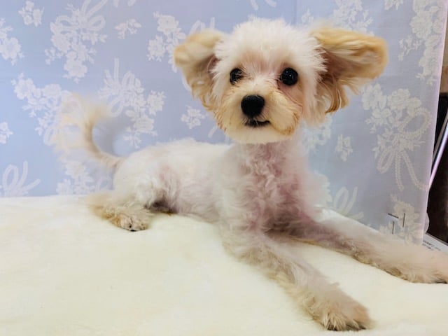 かまってが可愛すぎ♡ミックス犬(Tプードル×マルチーズ)くん！