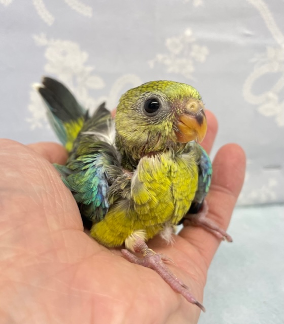 癒し💛美声インコ（オパーリン）2022月5月生まれ