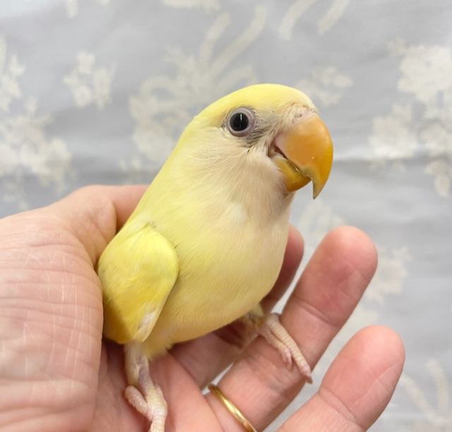 ★最新画像★黄色いさくらんぼ💛小桜インコ（クリームゴールデン）2022年5月生まれ
