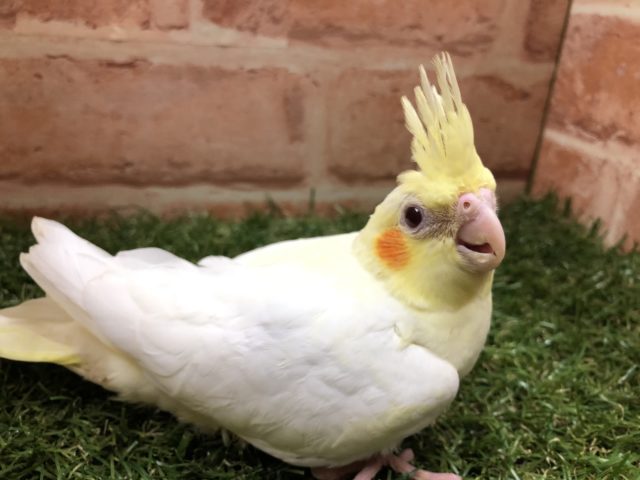 ＴＨＥオカメインコ！　オカメインコ　ルチノー　Ｒ４　６／１撮影