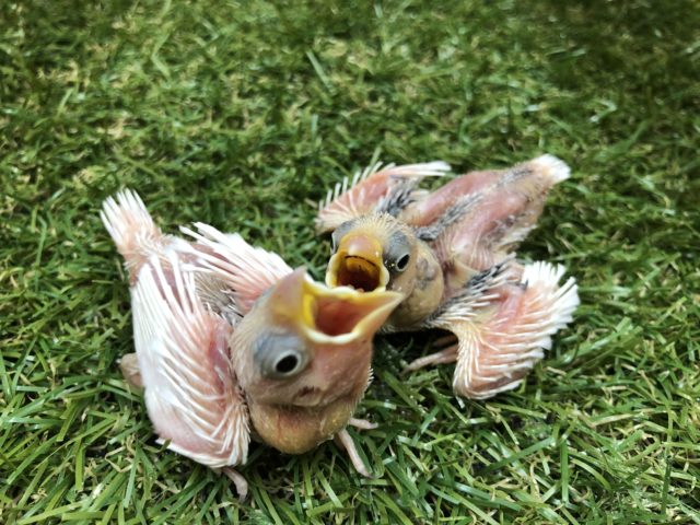 白文鳥二羽やって来ました　R４　６／１撮影