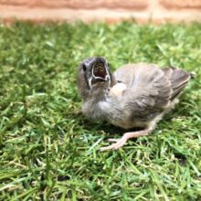 当店生まれ！　キンカチョウ　R４　６／１撮影