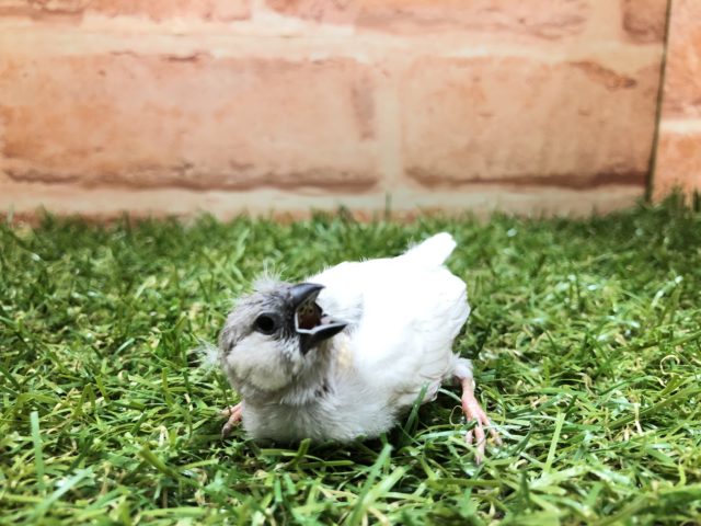 当店生まれ！　キンカチョウ　色変わり　R４　６／１撮影