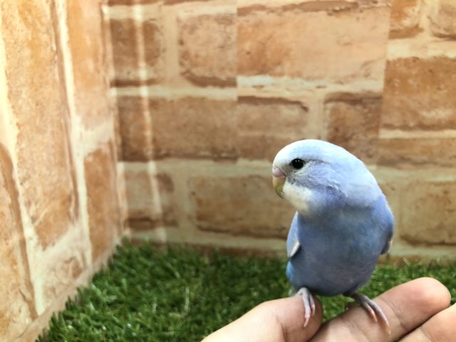 ヒナ餌卒業済み！　セキセイインコ　スパングル　R４　６／１撮影