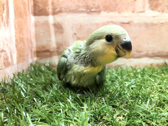 オレンジフェイスきました！　コザクラインコ　オレンジフェイス　R４　６／１１撮影