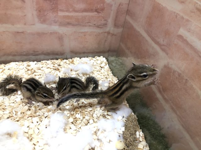 シマリス入舎しました！