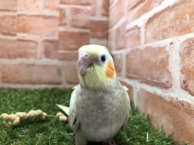 カラフルオカメズpart２　オカメインコ　シナモンパール　R４　６／１３撮影