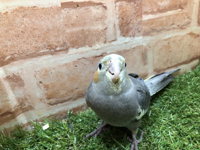 カラフルオカメズpart１　オカメインコノーマルカラー　R４　６／１３撮影