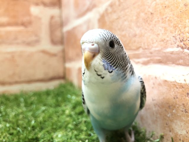 白いセキセイインコ　セキセイインコ　ハルクイン　R４　６／１１撮影