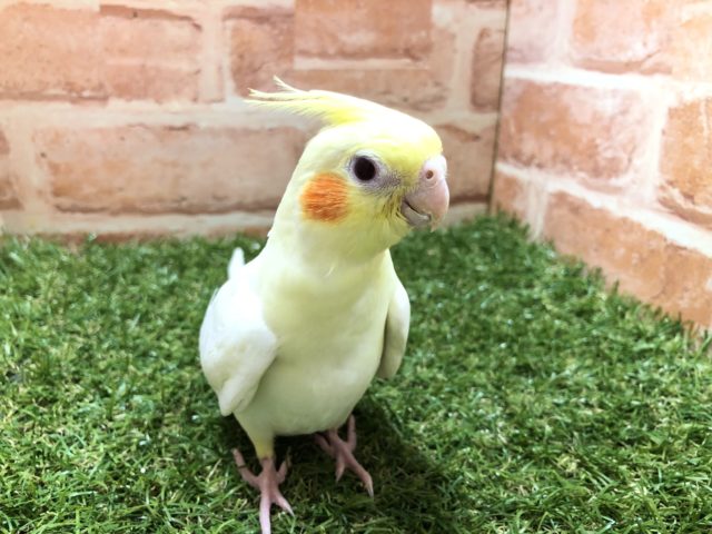 オカメの人気カラー　オカメインコ　ルチノー　R４　６／１５撮影