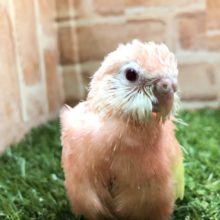 鳥類の色とは思えない！　アキクサインコ　ルビノー　R４　６／２２撮影